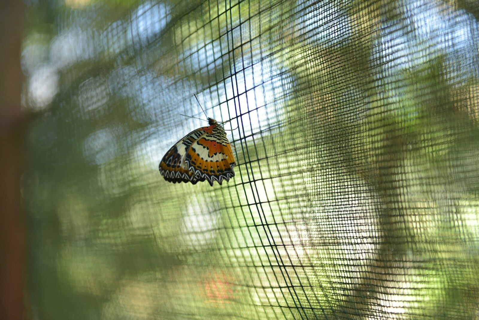 brown and white butterfly